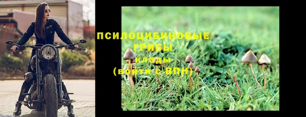 сатива Верея